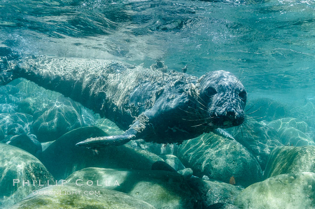 Juvenile northern elephant seal warily watches the photographer, underwater. Guadalupe Island (Isla Guadalupe), Baja California, Mexico, Mirounga angustirostris, natural history stock photograph, photo id 10130