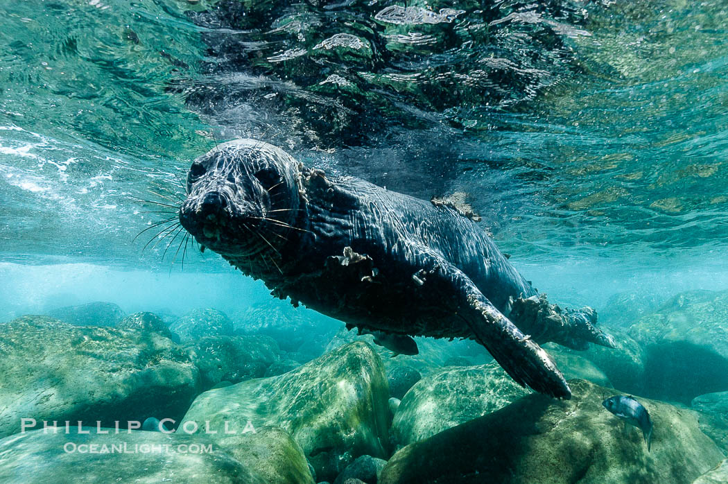 Juvenile northern elephant seal warily watches the photographer, underwater., Mirounga angustirostris, natural history stock photograph, photo id 10104