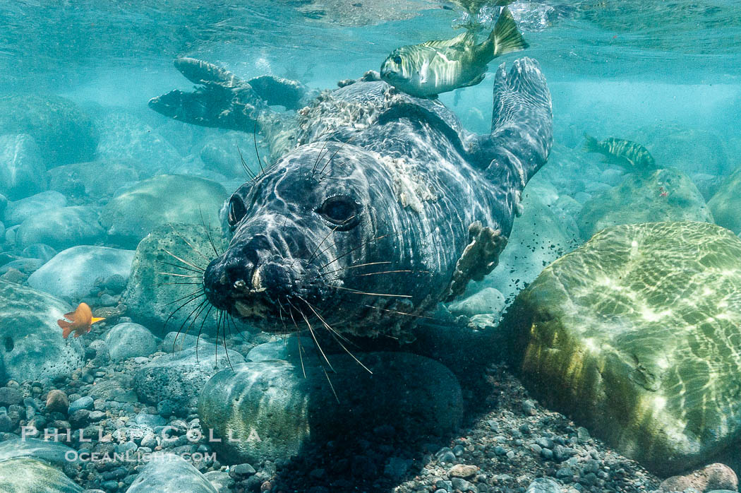 Juvenile northern elephant seal warily watches the photographer, underwater., Mirounga angustirostris, natural history stock photograph, photo id 10099