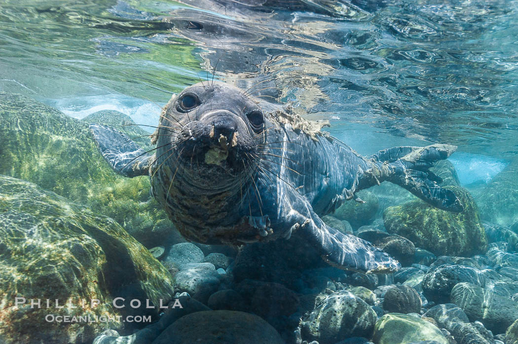 Juvenile northern elephant seal warily watches the photographer, underwater., Mirounga angustirostris, natural history stock photograph, photo id 10103