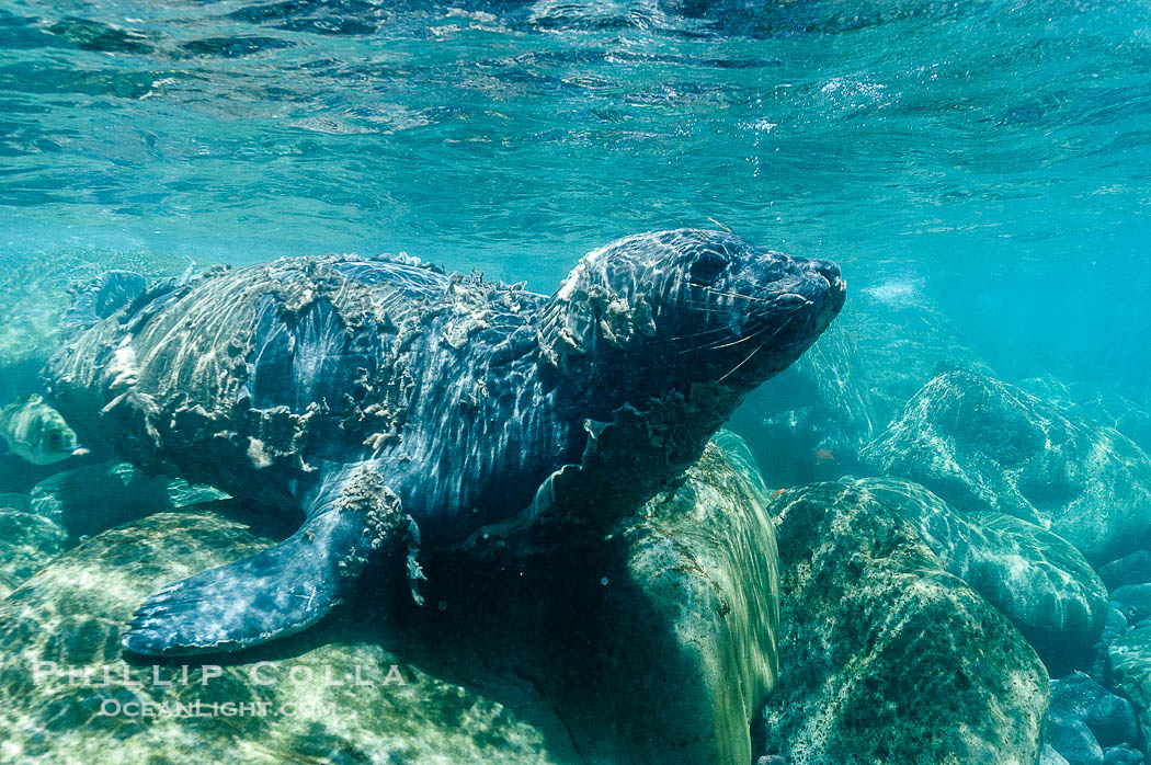 Juvenile northern elephant seal warily watches the photographer, underwater., Mirounga angustirostris, natural history stock photograph, photo id 10105
