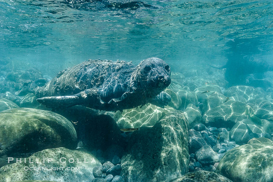 Juvenile northern elephant seal warily watches the photographer, underwater., Mirounga angustirostris, natural history stock photograph, photo id 10129