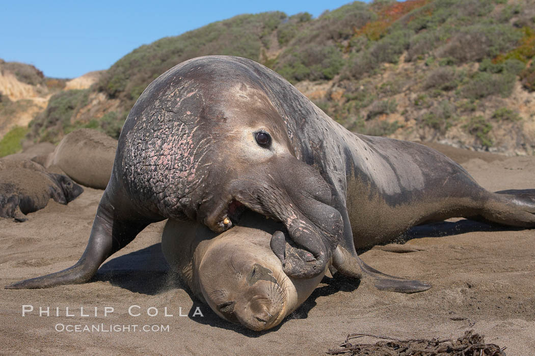 A bull elephant seal forceably mates (copulates) with a much smaller female, often biting her into submission and using his weight to keep her from fleeing.  Males may up to 5000 lbs, triple the size of females.  Sandy beach rookery, winter, Central California, Mirounga angustirostris, Piedras Blancas, San Simeon