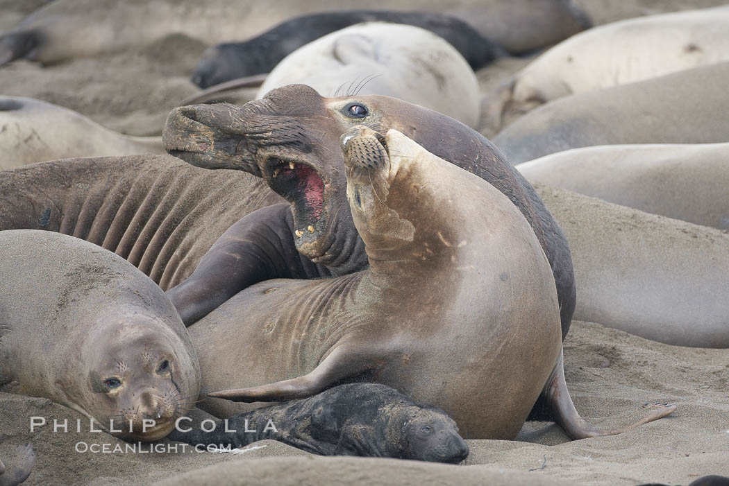 A bull elephant seal forceably mates (copulates) with a much smaller female, often biting her into submission and using his weight to keep her from fleeing.  Males may up to 5000 lbs, triple the size of females.  Sandy beach rookery, winter, Central California, Mirounga angustirostris, Piedras Blancas, San Simeon