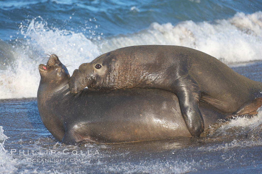 A bull elephant seal forceably mates (copulates) with a much smaller female, often biting her into submission and using his weight to keep her from fleeing.  Males may up to 5000 lbs, triple the size of females.  Sandy beach rookery, winter, Central California. Piedras Blancas, San Simeon, USA, Mirounga angustirostris, natural history stock photograph, photo id 15449