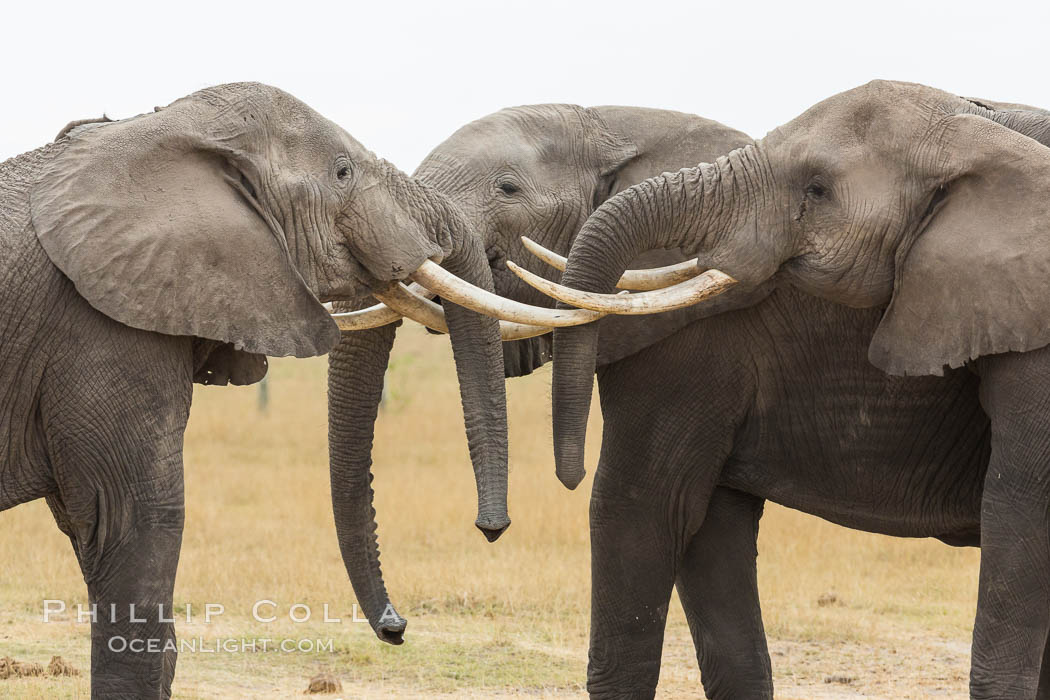 Elephants sparring with tusks. Amboseli National Park, Kenya, Loxodonta africana, natural history stock photograph, photo id 29492
