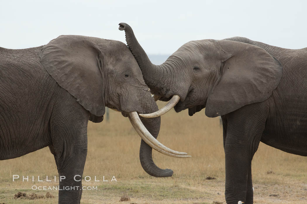 Elephants sparring with tusks. Amboseli National Park, Kenya, Loxodonta africana, natural history stock photograph, photo id 29491