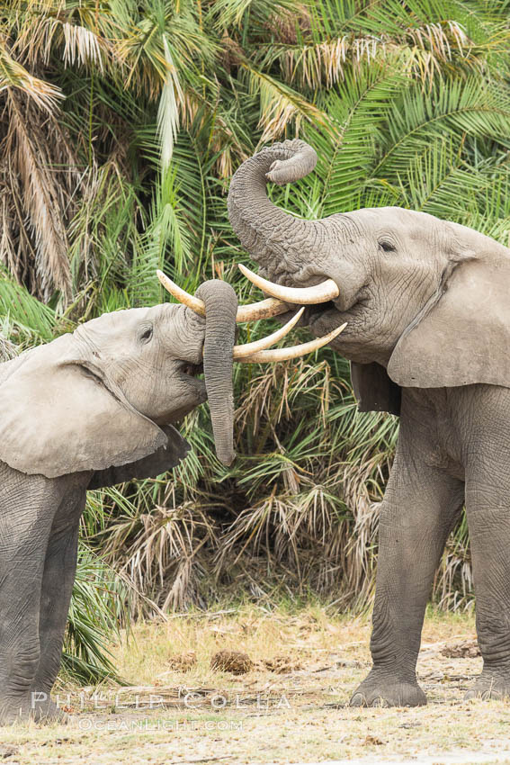 Elephants sparring with tusks. Amboseli National Park, Kenya, Loxodonta africana, natural history stock photograph, photo id 29547