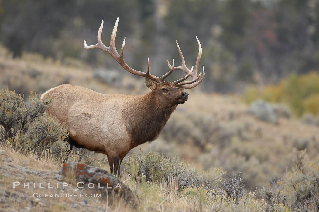 Bull elk in sage brush with large rack of antlers during the fall rut (mating season). This bull elk has sparred with other bulls to establish his harem of females with which he hopes to mate, Cervus canadensis, Mammoth Hot Springs, Yellowstone National Park, Wyoming