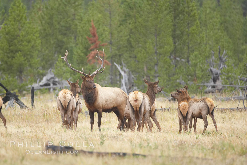 Bull elk, with large antlers, alongside female elk during rutting season, autumn.  A bull will defend his harem of 20 cows or more from competing bulls and predators. Only mature bulls have large harems and breeding success peaks at about eight years of age. Bulls between two to four years and over 11 years of age rarely have harems, and spend most of the rut on the periphery of larger harems. Young and old bulls that do acquire a harem hold it later in the breeding season than do bulls in their prime. A bull with a harem rarely feeds and he may lose up to 20 percent of his body weight while he is guarding the harem. Yellowstone National Park, Wyoming, USA, Cervus canadensis, natural history stock photograph, photo id 19782