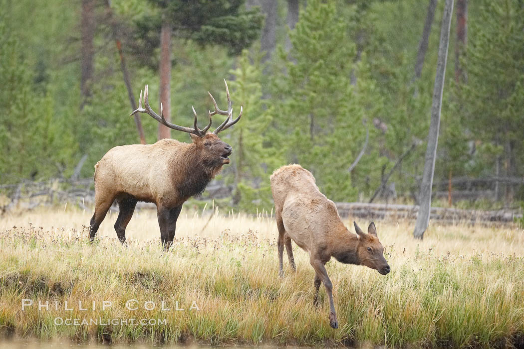 Bull elk, with large antlers, alongside female elk during rutting season, autumn.  A bull will defend his harem of 20 cows or more from competing bulls and predators. Only mature bulls have large harems and breeding success peaks at about eight years of age. Bulls between two to four years and over 11 years of age rarely have harems, and spend most of the rut on the periphery of larger harems. Young and old bulls that do acquire a harem hold it later in the breeding season than do bulls in their prime. A bull with a harem rarely feeds and he may lose up to 20 percent of his body weight while he is guarding the harem. Yellowstone National Park, Wyoming, USA, Cervus canadensis, natural history stock photograph, photo id 19724