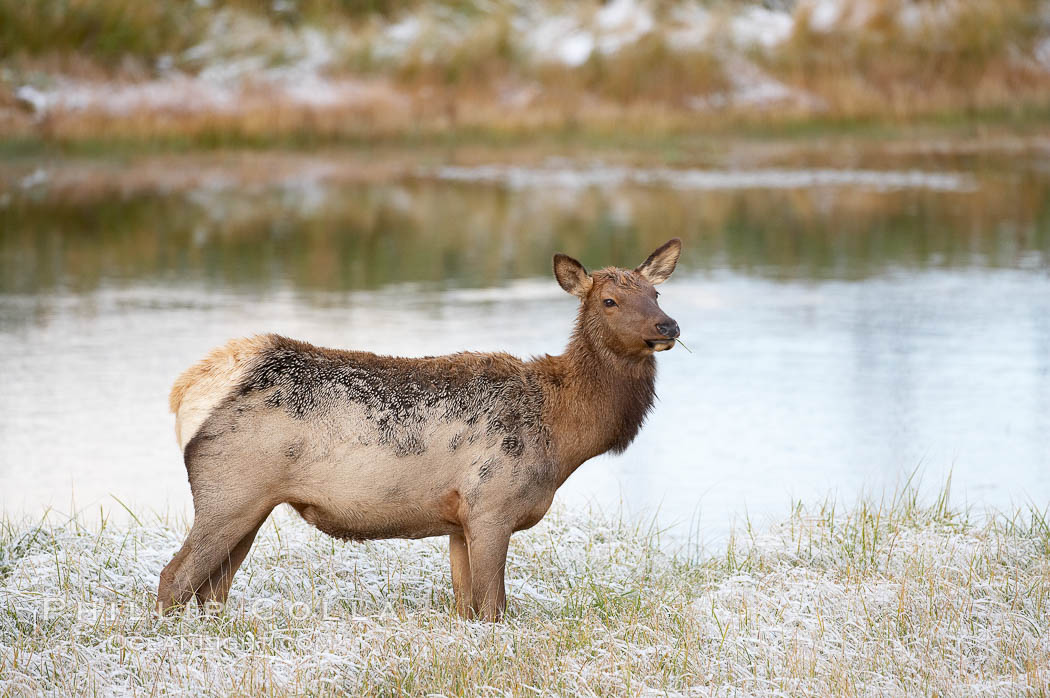 Male elk bugling during the fall rut. Large male elk are known as bulls. Male elk have large antlers which are shed each year. Male elk engage in competitive mating behaviors during the rut, including posturing, antler wrestling and bugling, a loud series of screams which is intended to establish dominance over other males and attract females. Madison River, Yellowstone National Park, Wyoming, USA, Cervus canadensis, natural history stock photograph, photo id 19732