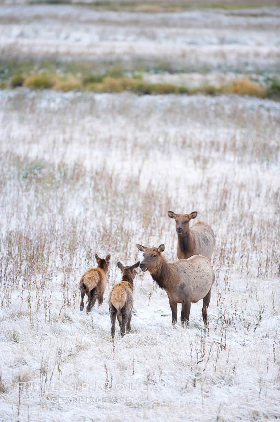 Female and young elk in early autumn snowfall. Yellowstone National Park, Wyoming, USA, Cervus canadensis, natural history stock photograph, photo id 19756