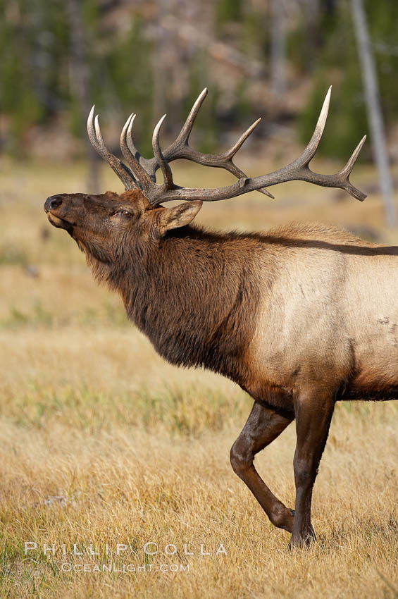 Elk, bull elk, adult male elk with large set of antlers. By September, this bull elk's antlers have reached their full size and the velvet has fallen off. This bull elk has sparred with other bulls for access to herds of females in estrous and ready to mate, Cervus canadensis, Yellowstone National Park, Wyoming