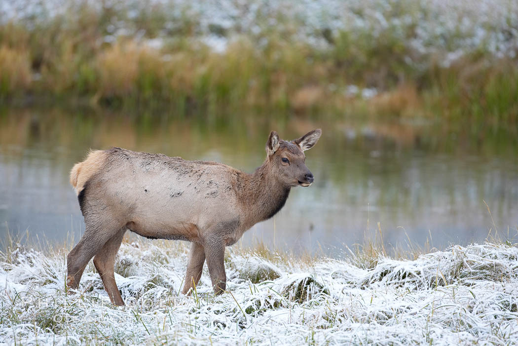 Male elk bugling during the fall rut. Large male elk are known as bulls. Male elk have large antlers which are shed each year. Male elk engage in competitive mating behaviors during the rut, including posturing, antler wrestling and bugling, a loud series of screams which is intended to establish dominance over other males and attract females. Madison River, Yellowstone National Park, Wyoming, USA, Cervus canadensis, natural history stock photograph, photo id 19755