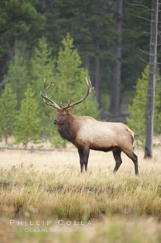 Elk. Madison River, Yellowstone National Park, Wyoming, USA, Cervus canadensis, natural history stock photograph, photo id 20987