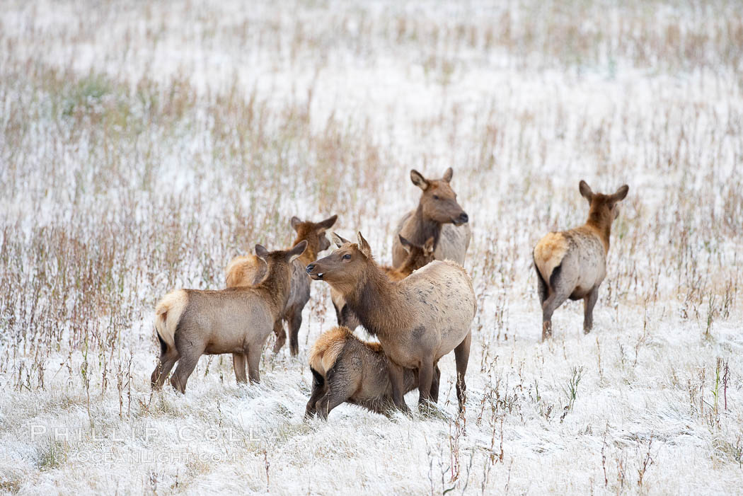 Female and young elk in early autumn snowfall. Yellowstone National Park, Wyoming, USA, Cervus canadensis, natural history stock photograph, photo id 19713