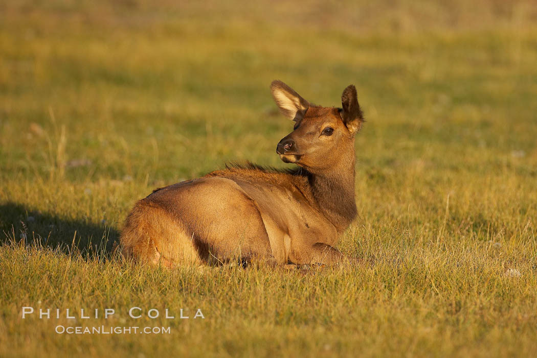 Juvenile elk in golden, late afternoon light, in meadow along Madison River, autumn. Yellowstone National Park, Wyoming, USA, Cervus canadensis, natural history stock photograph, photo id 19717