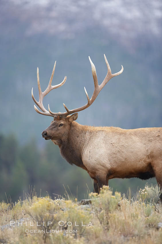 Bull elk in sage brush with large rack of antlers during the fall rut (mating season). This bull elk has sparred with other bulls to establish his harem of females with which he hopes to mate, Cervus canadensis, Mammoth Hot Springs, Yellowstone National Park, Wyoming