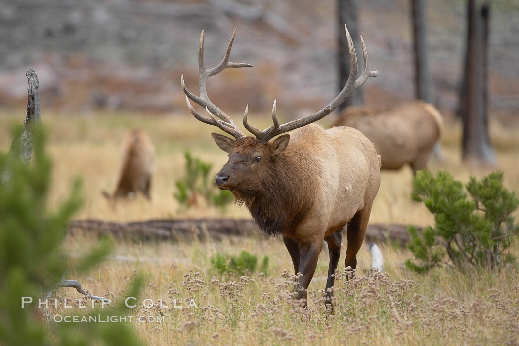Elk, bull elk, adult male elk with large set of antlers.  By September, this bull elk's antlers have reached their full size and the velvet has fallen off. This bull elk has sparred with other bulls for access to herds of females in estrous and ready to mate. Yellowstone National Park, Wyoming, USA, Cervus canadensis, natural history stock photograph, photo id 19773