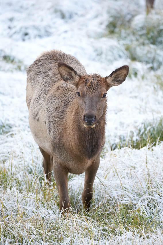 Elk. Madison River, Yellowstone National Park, Wyoming, USA, Cervus canadensis, natural history stock photograph, photo id 20989