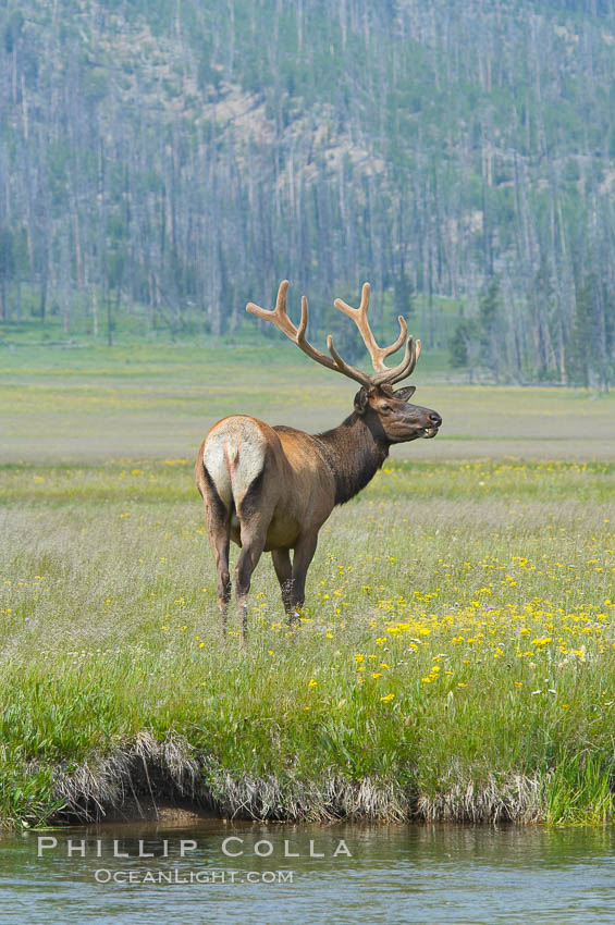 Bull elk, antlers bearing velvet, Gibbon Meadow. Elk are the most abundant large mammal found in Yellowstone National Park. More than 30,000 elk from 8 different herds summer in Yellowstone and approximately 15,000 to 22,000 winter in the park. Bulls grow antlers annually from the time they are nearly one year old. When mature, a bulls rack may have 6 to 8 points or tines on each side and weigh more than 30 pounds. The antlers are shed in March or April and begin regrowing in May, when the bony growth is nourished by blood vessels and covered by furry-looking velvet. Gibbon Meadows, Wyoming, USA, Cervus canadensis, natural history stock photograph, photo id 13246