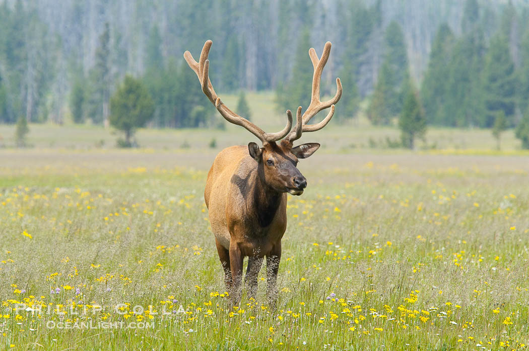 Bull elk, antlers bearing velvet, Gibbon Meadow. Elk are the most abundant large mammal found in Yellowstone National Park. More than 30,000 elk from 8 different herds summer in Yellowstone and approximately 15,000 to 22,000 winter in the park. Bulls grow antlers annually from the time they are nearly one year old. When mature, a bulls rack may have 6 to 8 points or tines on each side and weigh more than 30 pounds. The antlers are shed in March or April and begin regrowing in May, when the bony growth is nourished by blood vessels and covered by furry-looking velvet., Cervus canadensis, natural history stock photograph, photo id 13266