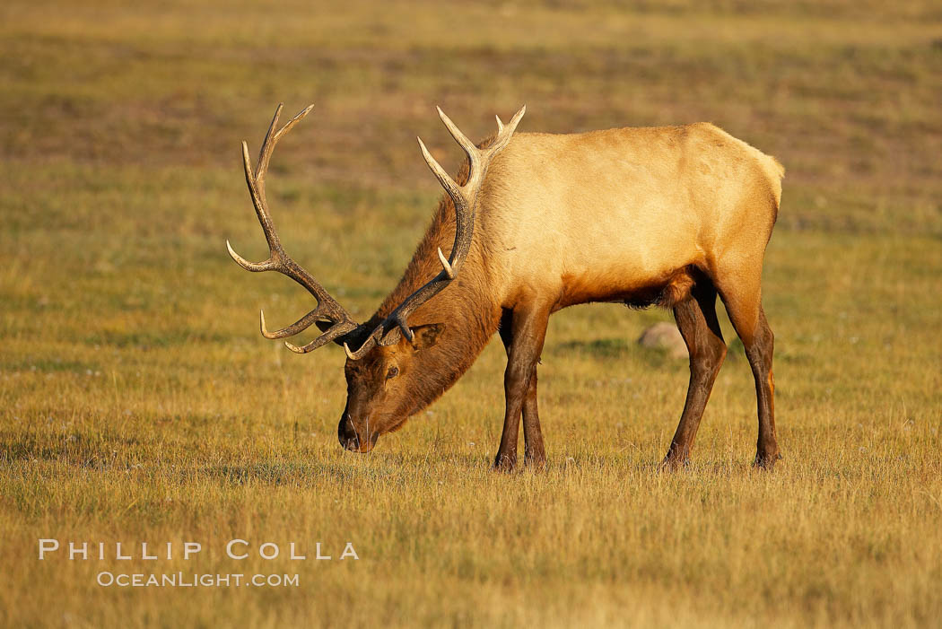 Elk, bull elk, adult male elk with large set of antlers.  By September, this bull elk's antlers have reached their full size and the velvet has fallen off. This bull elk has sparred with other bulls for access to herds of females in estrous and ready to mate. Yellowstone National Park, Wyoming, USA, Cervus canadensis, natural history stock photograph, photo id 19710