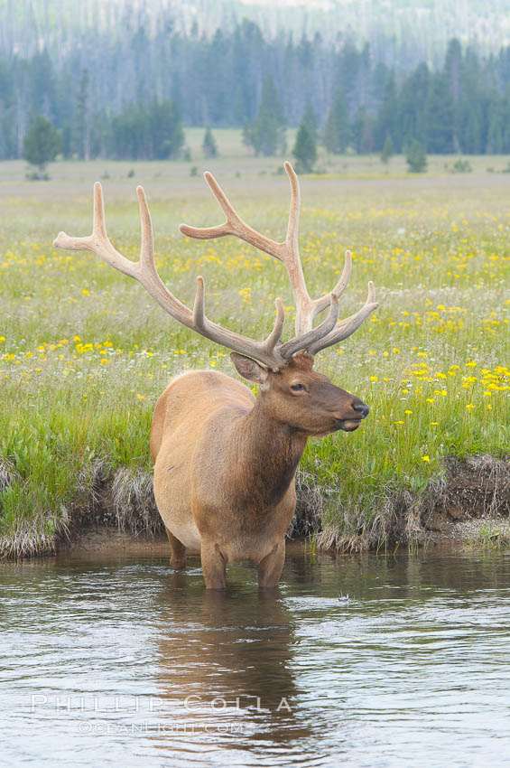 Elk in the Gibbon River. Gibbon Meadows, Yellowstone National Park, Wyoming, USA, Cervus canadensis, natural history stock photograph, photo id 13248