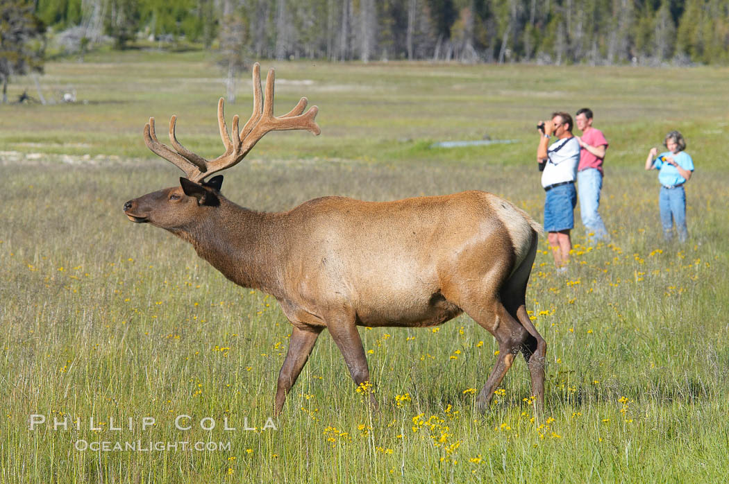 Tourists get a good look at wild elk who have become habituated to human presence in Yellowstone National Park. Wyoming, USA, Cervus canadensis, natural history stock photograph, photo id 13252
