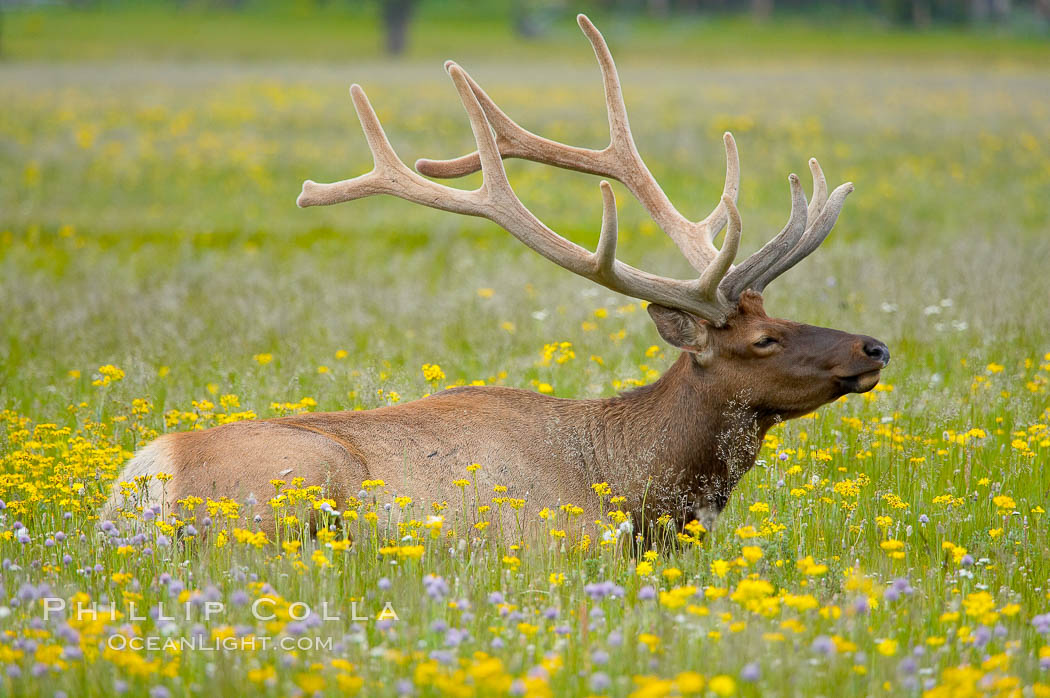Elk rest in tall grass surrounded by wildflowers, Gibbon Meadow. Gibbon Meadows, Yellowstone National Park, Wyoming, USA, Cervus canadensis, natural history stock photograph, photo id 13264
