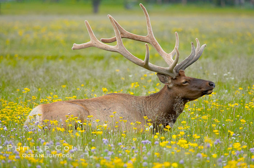 Elk rest in tall grass surrounded by wildflowers, Gibbon Meadow., Cervus canadensis, natural history stock photograph, photo id 13264