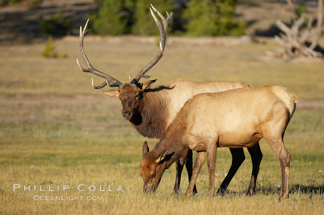 Bull elk, with large antlers, alongside female elk during rutting season, autumn.  A bull will defend his harem of 20 cows or more from competing bulls and predators. Only mature bulls have large harems and breeding success peaks at about eight years of age. Bulls between two to four years and over 11 years of age rarely have harems, and spend most of the rut on the periphery of larger harems. Young and old bulls that do acquire a harem hold it later in the breeding season than do bulls in their prime. A bull with a harem rarely feeds and he may lose up to 20 percent of his body weight while he is guarding the harem. Yellowstone National Park, Wyoming, USA, Cervus canadensis, natural history stock photograph, photo id 19696