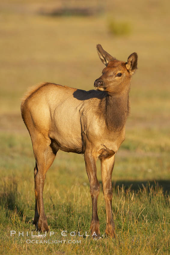 Juvenile elk in golden, late afternoon light, in meadow along Madison River, autumn. Yellowstone National Park, Wyoming, USA, Cervus canadensis, natural history stock photograph, photo id 19704