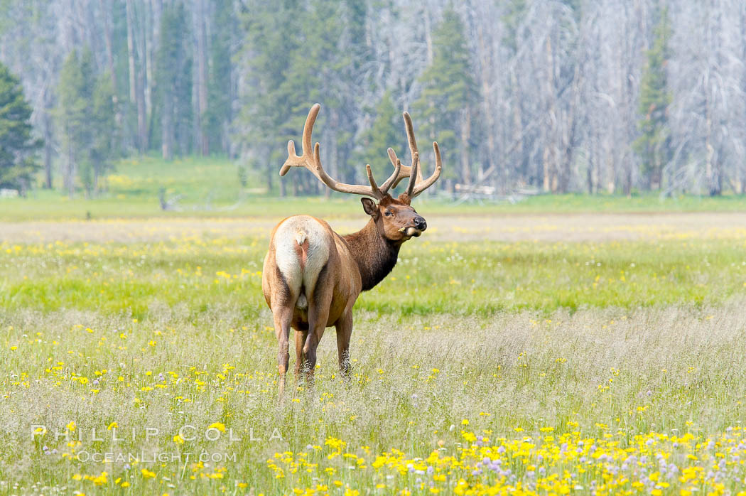 Bull elk, antlers bearing velvet, Gibbon Meadow. Elk are the most abundant large mammal found in Yellowstone National Park. More than 30,000 elk from 8 different herds summer in Yellowstone and approximately 15,000 to 22,000 winter in the park. Bulls grow antlers annually from the time they are nearly one year old. When mature, a bulls rack may have 6 to 8 points or tines on each side and weigh more than 30 pounds. The antlers are shed in March or April and begin regrowing in May, when the bony growth is nourished by blood vessels and covered by furry-looking velvet. Gibbon Meadows, Wyoming, USA, Cervus canadensis, natural history stock photograph, photo id 13233
