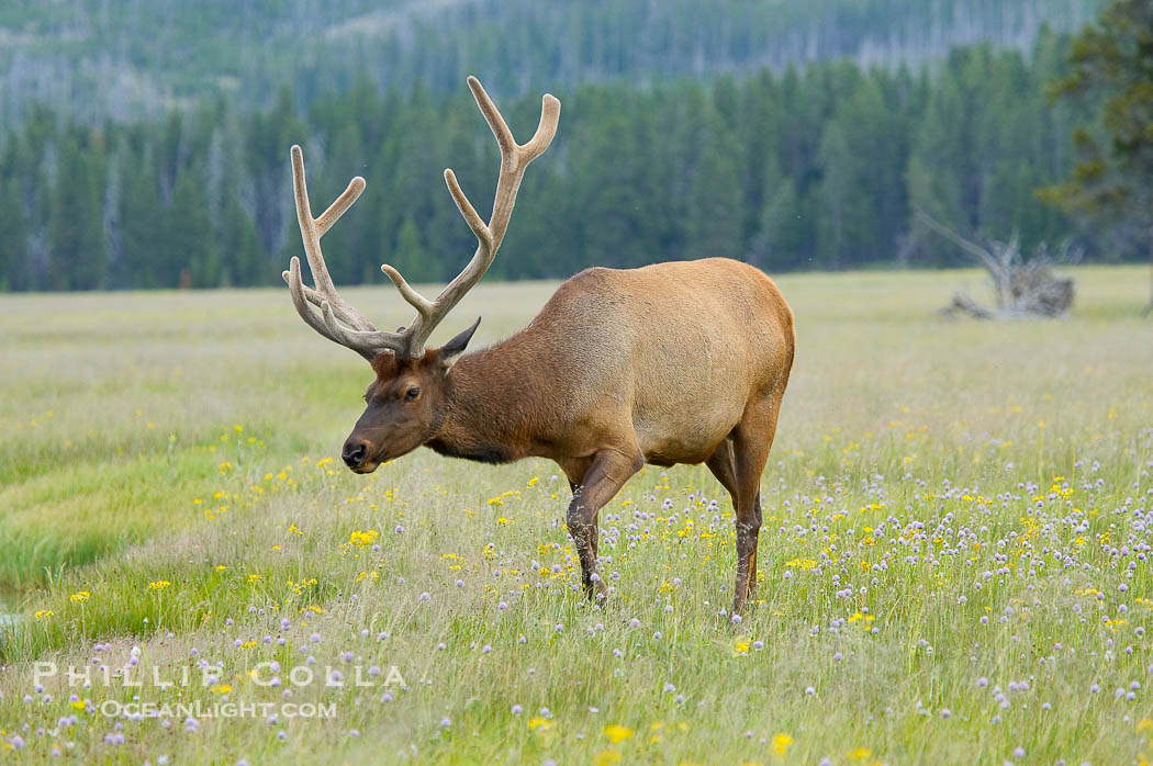 Bull elk, antlers bearing velvet, Gibbon Meadow. Elk are the most abundant large mammal found in Yellowstone National Park. More than 30,000 elk from 8 different herds summer in Yellowstone and approximately 15,000 to 22,000 winter in the park. Bulls grow antlers annually from the time they are nearly one year old. When mature, a bulls rack may have 6 to 8 points or tines on each side and weigh more than 30 pounds. The antlers are shed in March or April and begin regrowing in May, when the bony growth is nourished by blood vessels and covered by furry-looking velvet., Cervus canadensis, natural history stock photograph, photo id 13253