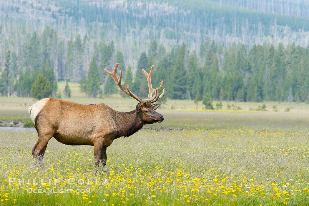 Bull elk, antlers bearing velvet, Gibbon Meadow. Elk are the most abundant large mammal found in Yellowstone National Park. More than 30,000 elk from 8 different herds summer in Yellowstone and approximately 15,000 to 22,000 winter in the park. Bulls grow antlers annually from the time they are nearly one year old. When mature, a bulls rack may have 6 to 8 points or tines on each side and weigh more than 30 pounds. The antlers are shed in March or April and begin regrowing in May, when the bony growth is nourished by blood vessels and covered by furry-looking velvet., Cervus canadensis, natural history stock photograph, photo id 13265