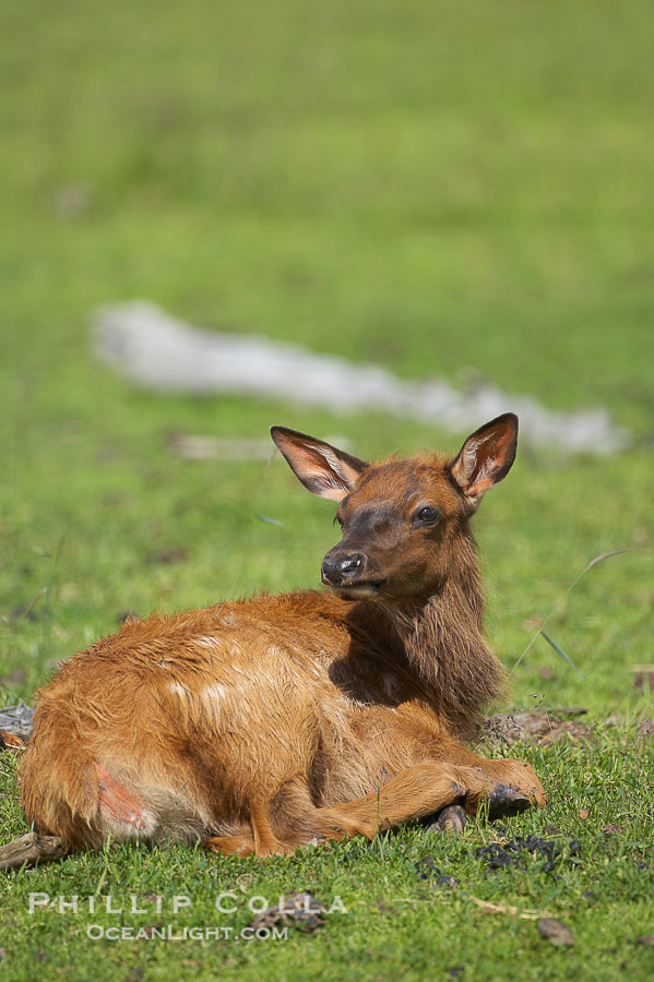 Elk., Cervus elaphus, natural history stock photograph, photo id 19105