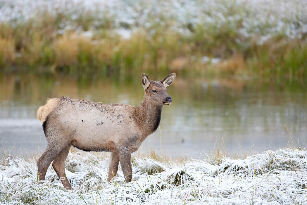 Female elk along the Madison River during an early fall snow. Yellowstone National Park, Wyoming, USA, Cervus canadensis, natural history stock photograph, photo id 19701