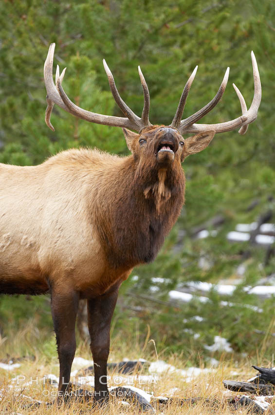 Male elk bugling during the fall rut. Large male elk are known as bulls. Male elk have large antlers which are shed each year. Male elk engage in competitive mating behaviors during the rut, including posturing, antler wrestling and bugling, a loud series of screams which is intended to establish dominance over other males and attract females, Cervus canadensis, Yellowstone National Park, Wyoming