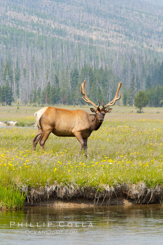 Bull elk, antlers bearing velvet, Gibbon Meadow. Elk are the most abundant large mammal found in Yellowstone National Park. More than 30,000 elk from 8 different herds summer in Yellowstone and approximately 15,000 to 22,000 winter in the park. Bulls grow antlers annually from the time they are nearly one year old. When mature, a bulls rack may have 6 to 8 points or tines on each side and weigh more than 30 pounds. The antlers are shed in March or April and begin regrowing in May, when the bony growth is nourished by blood vessels and covered by furry-looking velvet. Gibbon Meadows, Wyoming, USA, Cervus canadensis, natural history stock photograph, photo id 13182