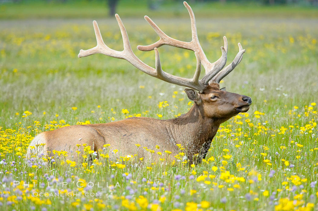 Elk rest in tall grass surrounded by wildflowers, Gibbon Meadow. Gibbon Meadows, Yellowstone National Park, Wyoming, USA, Cervus canadensis, natural history stock photograph, photo id 13230