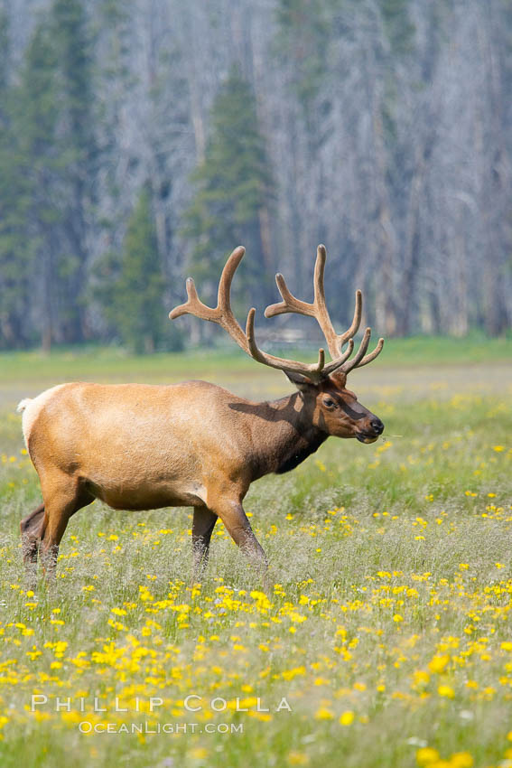 Bull elk, antlers bearing velvet, Gibbon Meadow. Elk are the most abundant large mammal found in Yellowstone National Park. More than 30,000 elk from 8 different herds summer in Yellowstone and approximately 15,000 to 22,000 winter in the park. Bulls grow antlers annually from the time they are nearly one year old. When mature, a bulls rack may have 6 to 8 points or tines on each side and weigh more than 30 pounds. The antlers are shed in March or April and begin regrowing in May, when the bony growth is nourished by blood vessels and covered by furry-looking velvet. Gibbon Meadows, Wyoming, USA, Cervus canadensis, natural history stock photograph, photo id 13180