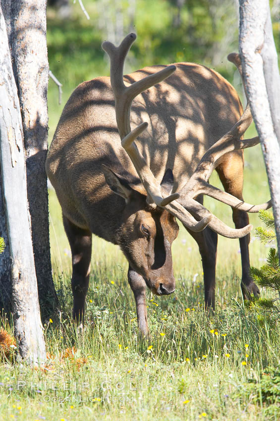 Elk rubbing antlers against a tree to remove the velvet coating. Yellowstone National Park, Wyoming, USA, Cervus canadensis, natural history stock photograph, photo id 13184