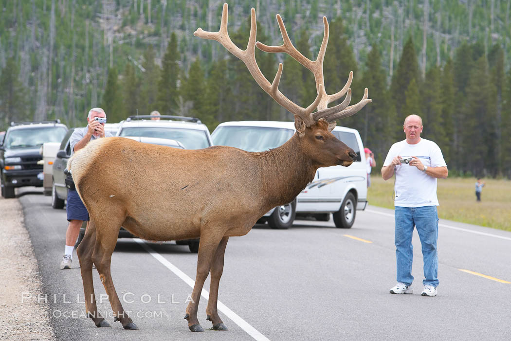 Tourists get a good look at wild elk who have become habituated to human presence in Yellowstone National Park. Wyoming, USA, Cervus canadensis, natural history stock photograph, photo id 13192