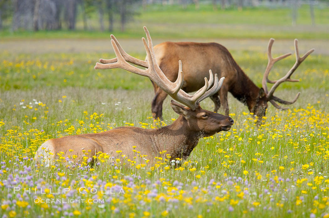 Elk rest in tall grass surrounded by wildflowers, Gibbon Meadow. Gibbon Meadows, Yellowstone National Park, Wyoming, USA, Cervus canadensis, natural history stock photograph, photo id 13175