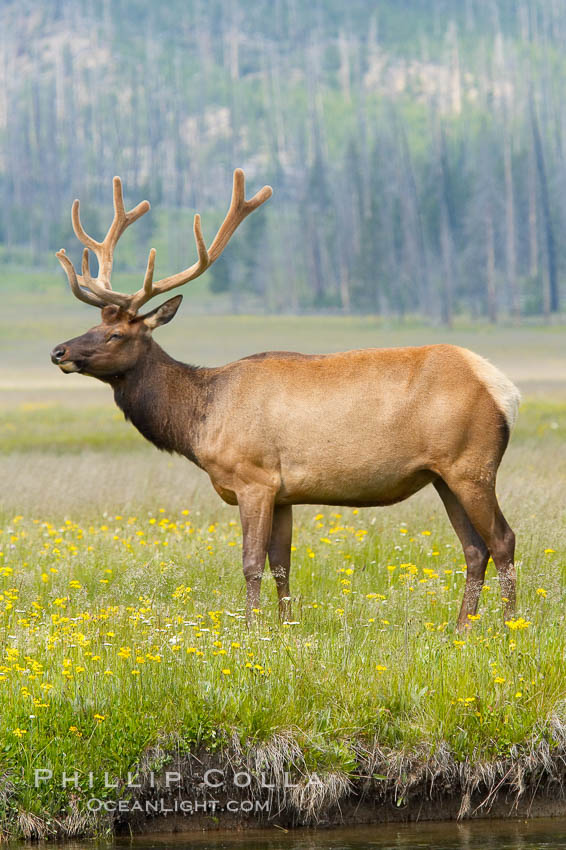 Bull elk, antlers bearing velvet, Gibbon Meadow. Elk are the most abundant large mammal found in Yellowstone National Park. More than 30,000 elk from 8 different herds summer in Yellowstone and approximately 15,000 to 22,000 winter in the park. Bulls grow antlers annually from the time they are nearly one year old. When mature, a bulls rack may have 6 to 8 points or tines on each side and weigh more than 30 pounds. The antlers are shed in March or April and begin regrowing in May, when the bony growth is nourished by blood vessels and covered by furry-looking velvet. Gibbon Meadows, Wyoming, USA, Cervus canadensis, natural history stock photograph, photo id 13179