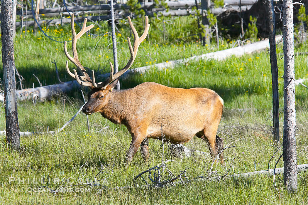 Bull elk, antlers bearing velvet, Gibbon Meadow. Elk are the most abundant large mammal found in Yellowstone National Park. More than 30,000 elk from 8 different herds summer in Yellowstone and approximately 15,000 to 22,000 winter in the park. Bulls grow antlers annually from the time they are nearly one year old. When mature, a bulls rack may have 6 to 8 points or tines on each side and weigh more than 30 pounds. The antlers are shed in March or April and begin regrowing in May, when the bony growth is nourished by blood vessels and covered by furry-looking velvet., Cervus canadensis, natural history stock photograph, photo id 13183
