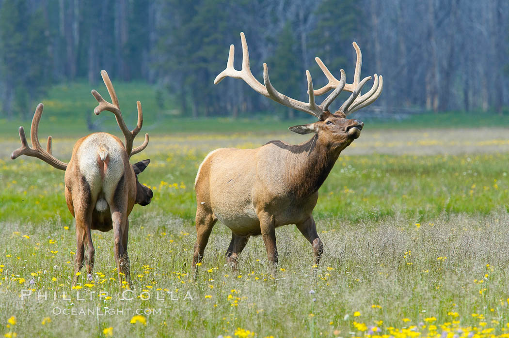 Bull elk spar to establish harems of females, Gibbon Meadow. Gibbon Meadows, Yellowstone National Park, Wyoming, USA, Cervus canadensis, natural history stock photograph, photo id 13203