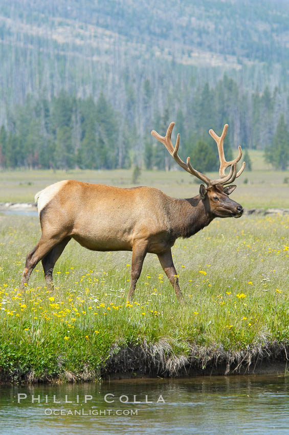 Bull elk, antlers bearing velvet, Gibbon Meadow. Elk are the most abundant large mammal found in Yellowstone National Park. More than 30,000 elk from 8 different herds summer in Yellowstone and approximately 15,000 to 22,000 winter in the park. Bulls grow antlers annually from the time they are nearly one year old. When mature, a bulls rack may have 6 to 8 points or tines on each side and weigh more than 30 pounds. The antlers are shed in March or April and begin regrowing in May, when the bony growth is nourished by blood vessels and covered by furry-looking velvet. Gibbon Meadows, Wyoming, USA, Cervus canadensis, natural history stock photograph, photo id 13219